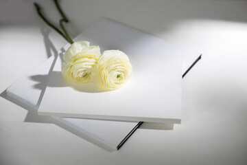 Two white ranunculus with shadow on two white albums on the table. Copy space