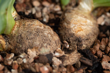 Macro photo of bonsai roots