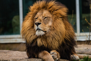 Lion