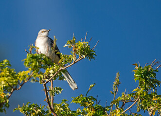 Northern Mockingbird Perched
