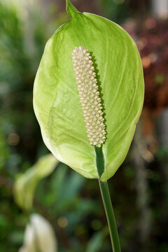 Closeup shot of green spathiphyllum floribundum houseplant