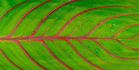 macro raindrops water on the leaf surface, abstract tropical concept