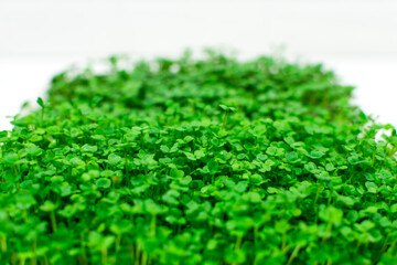 Microgreen foliage background. Close-up of microgreens. Germinating seeds at home. Vegan and healthy food concept