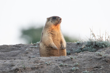 The Groundhog sits near a hole and shouts. Beautiful morning light. The Groundhog's mouth is open. A life-size portrait of the animal.