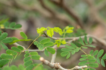 Macro photo of green plant