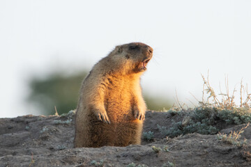 The Groundhog stands on its hind legs near the burrow and whistles. Eyes closed, as if he is singing. Beautiful morning light. A life-size portrait of the animal.