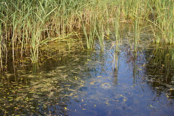 Teich mit Rohrkolben