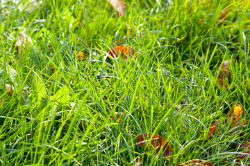 deciduous trees in the autumn season