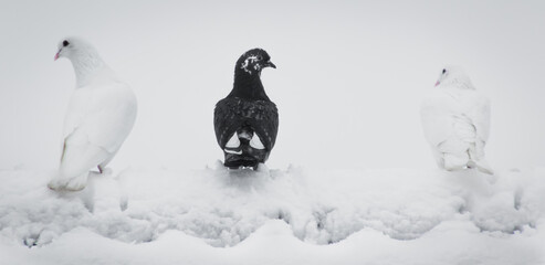 a black dove among white doves in the snow sitting on a edge of a roof