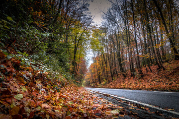 Obraz premium road path in autumn forest with colourful leaves by the side of the road,