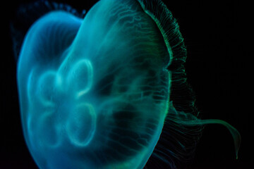 wildlife and jellyfish