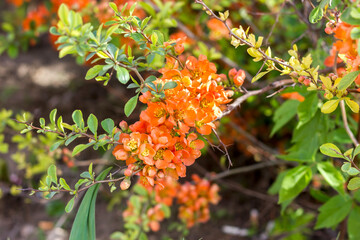chaenomeles japonica japanese quince blooms in spring with orange flowers close-up in sunlight