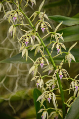 Odontoglossum orchids in the Quito Botanical Gardens, Quito, Ecuador