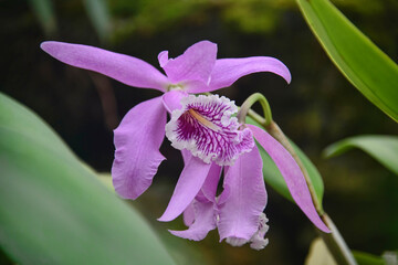 Beautiful orchids in the Quito Botanical Gardens, Quito, Ecuador © RaquelMogado
