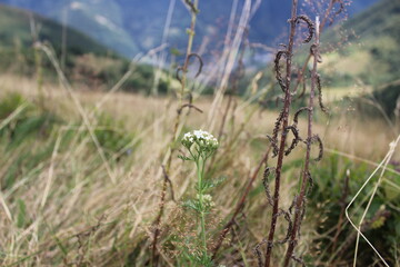 C'est une photographie prise sur le sentier de la randonnée du Pic du Cabaliros. Au milieu, il y a une fleur blanche et sur la droite il y a une plante fanée.