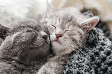 Couple of sleeping kittens in love on Valentine day. Cat noses close up.Family of sleeping kittens hug and kiss.Cats cozy sleep at home.
