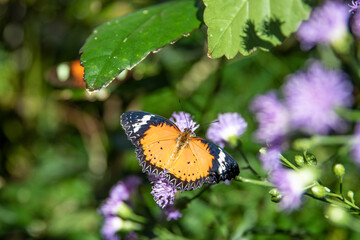 Butterfly on a green leaf of a flower.