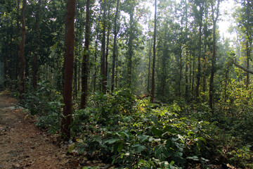 Green forest landscape with selective focus on daytime.