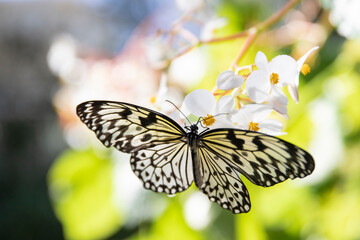 Butterfly on a green leaf of a flower.