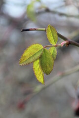 autumn leaves on a branch