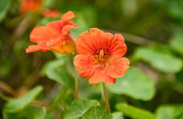 Garden Nasturtium, Tropaeolum majus, Quito, Ecuador