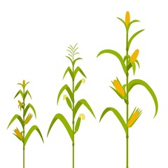 Growth stages from seed to adult plant.