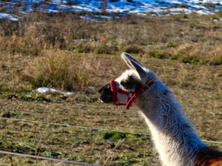 Fototapeta premium Caballo