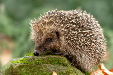Hedgehog in autumn, wild, free roaming hedgehog, taken from within a wildlife hide to monitor the health and population of this favourite but declining mammal, copy space