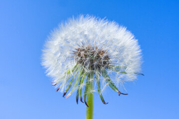 Dandelion Medicinal (Latin: Taraxacum officinale) on a light blue sky background. Close-up view.