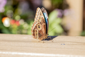 Butterfly on a wooden bench