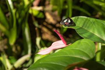 Butterfly on a green leaf of a flower.