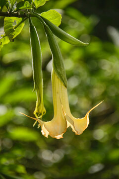 Angel's tears (Brugmansia candida) growing in the Quito Botanical Gardens, Quito, Ecuador