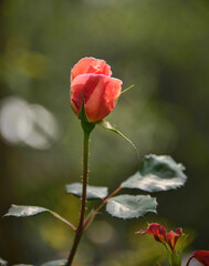 Beautiful Rose in Quito Botanical Gardens, Quito, Ecuador