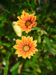 Beautiful treasure flower (Gazania rigens) Quito Botanical Gardens, Quito, Ecuador