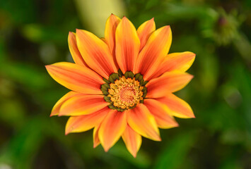 Beautiful treasure flower (Gazania rigens) Quito Botanical Gardens, Quito, Ecuador
