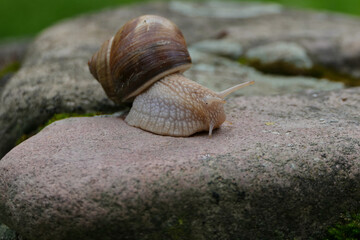 Lungenschnecken - Eine Weinbergschnecke (Helix pomatia) auf einem Stein
