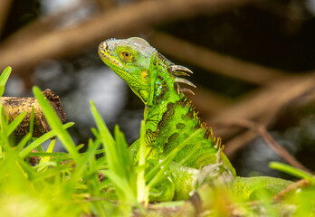 Green Iguana