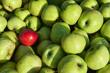 Lots of fresh raw apples. Green large apples of Granny Smith variety freshly picked from garden trees and lone red apple among others. Large background or splash screen with fruit.