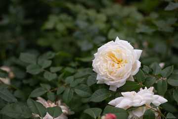 White rose flower with bud.tenderness of roses in the garden.flowering bush of a rose blooming in white pink flowers. Growing rose. Women's holiday. Happy mothers day postcard. Copy space
