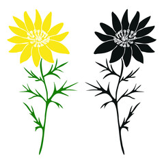 Print of the medicinal flower Adonis in two colors with a stem on a white background