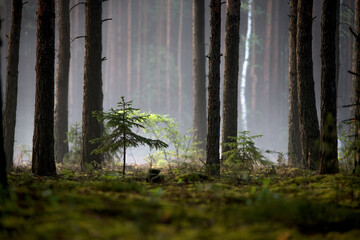 Sosnowy las po letniej burzy © M