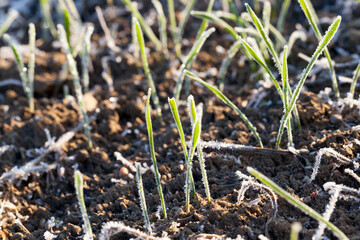 winter rye or wheat