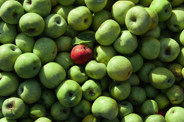 Lots of fresh raw apples. Green large apples of Granny Smith variety freshly picked from garden trees and lone red apple among others. Large background or splash screen with fruit.