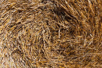 haystacks of rye straw