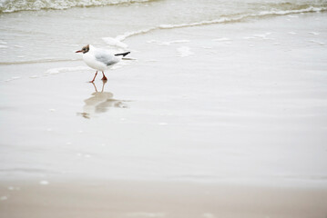 seagulls on the beach