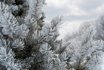 FROSTED BLUE SPRUCE