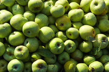 Lots of fresh raw apples. Green large apples of Granny Smith variety, freshly picked from garden trees. Large background or splash screen with fruit.