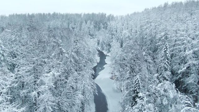 Fly above small river in snow covered winter woods, spruce's buches in snow