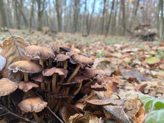 Wild mushrooms on the tree in the moss in the autumn forest.