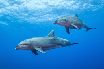 Fototapeta na wymiar Dolphins in the blue